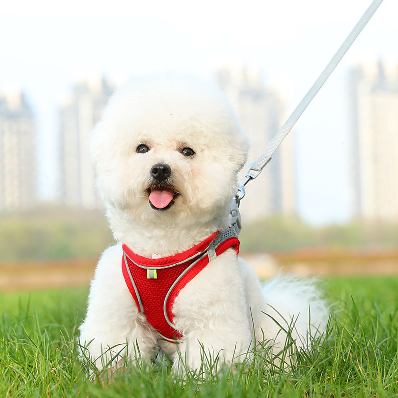 Two-tone padded harness and lead set, 5 sizes available