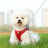 Two-tone padded harness and lead set, 5 sizes available