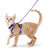 Breathable mesh reflective harness and lead set on a small cat