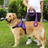 Blue nylon harness for large dogs with braided rope lead