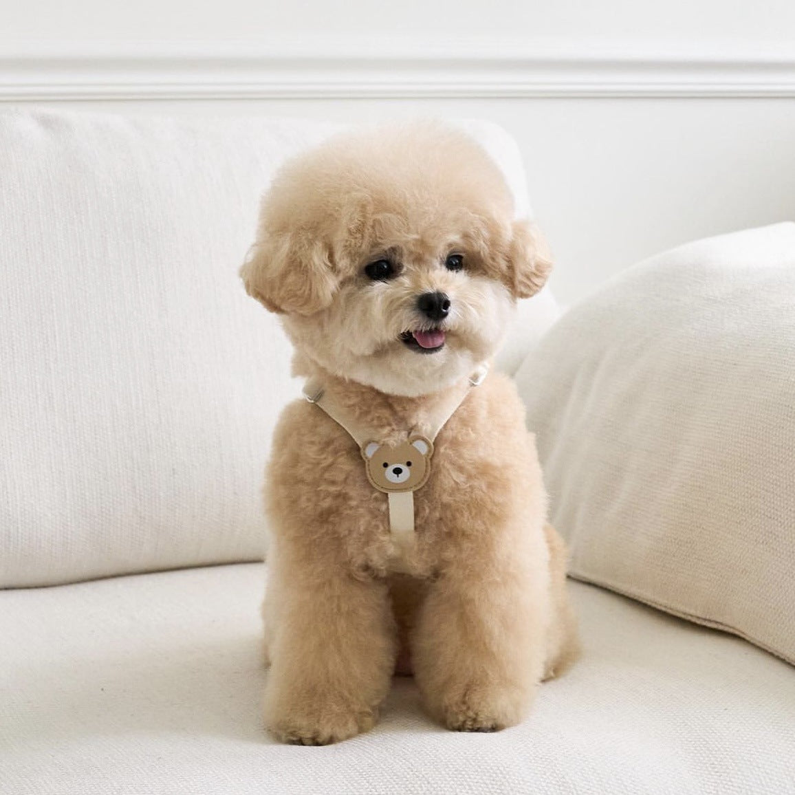 Teddy bear print small dog harness, main product photo