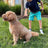 Nylon dog lead with car seat belt clip for large dogs in 7 colour options