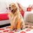 Breathable dog elbow sleeves in rainbow and owl prints