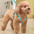 Adjustable nylon vest dog harness with lead in Orange Harness Only, front view