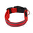 LED reflective dog collar glowing green on a night walk