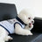 Blue striped polo collar dog vest, in Blue Stripe, image 3