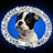 Rhinestone Cuban chain pet collar in Gold, front view