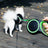 Automatic retractable dog lead with safety lock, product image 1