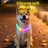 Trim to fit LED dog collar glowing in bright colour, product image 3