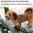 Chain link dog lead, available from Pet Royale UK