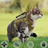 Black tactical cat harness with matching lead for outdoor walks