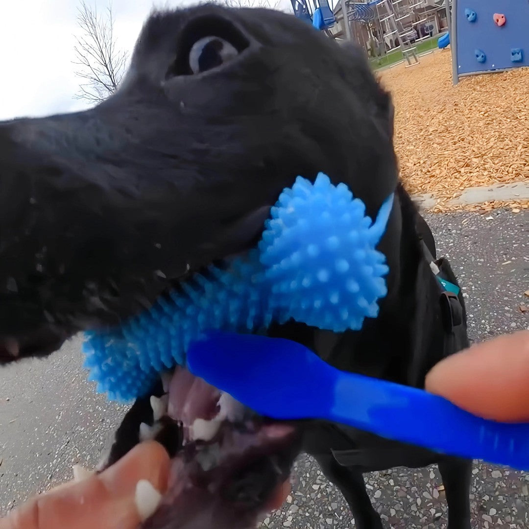 Dog Finger Toothbrush and Dental Chew Toy, Textured Rubber Brush