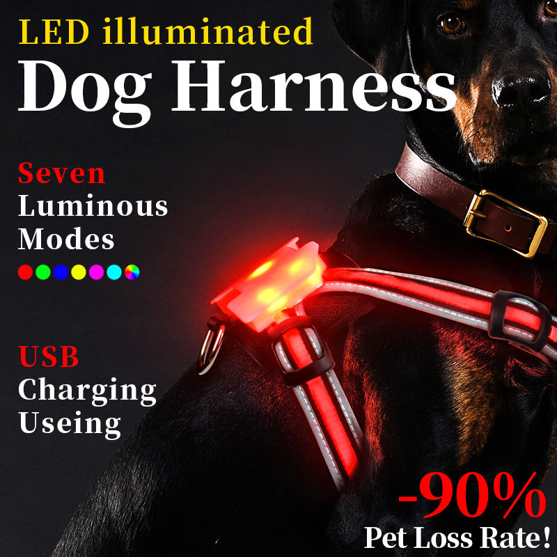 Rechargeable LED dog harness glowing on a night walk