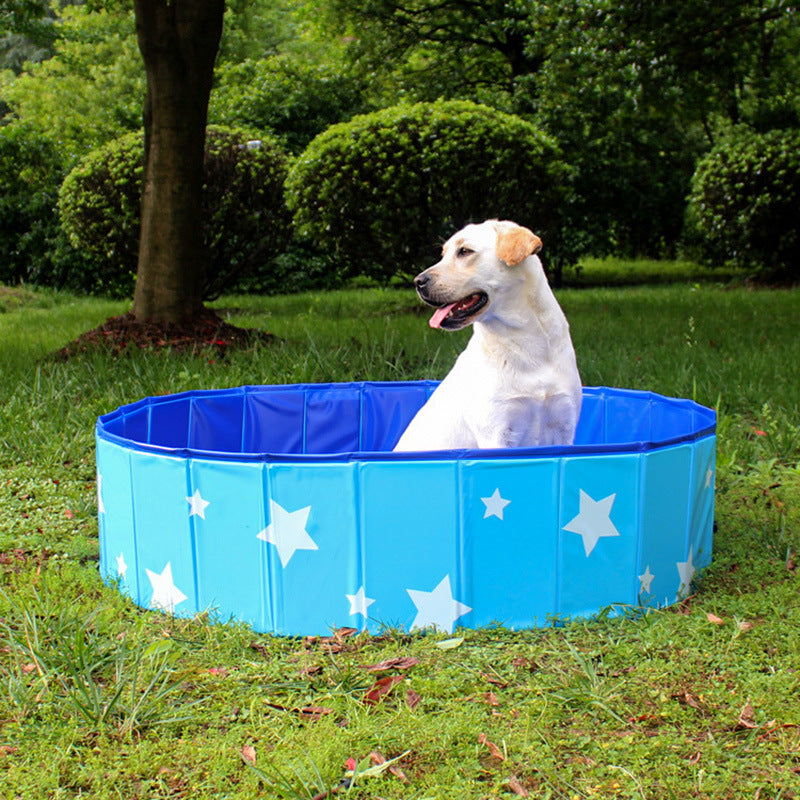 Dog standing in a pink paw print collapsible bathing pool