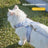 Adjustable blue cat harness and lead set with breakaway buckle