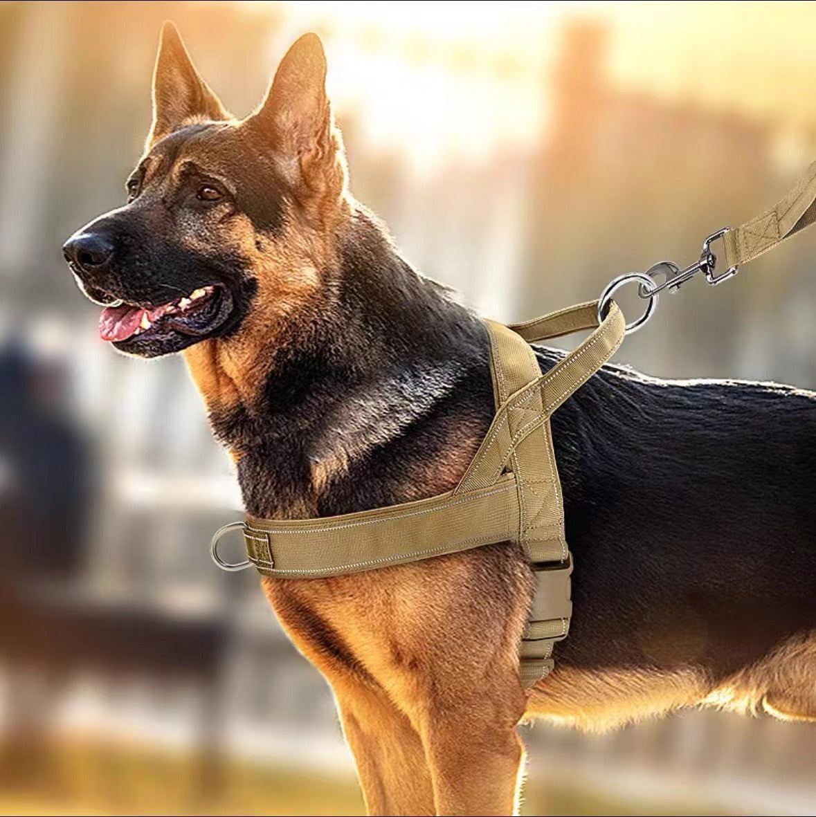 Tactical dog harness vest with collar, 4 sizes available