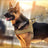 Tactical dog harness vest with collar, 4 sizes available