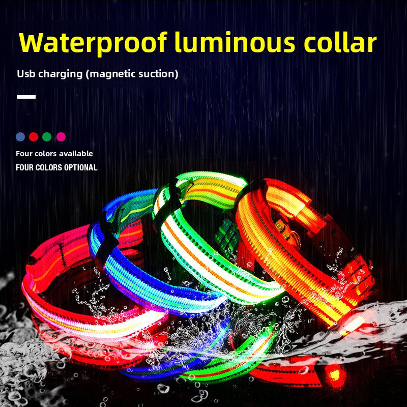 Blue fibre optic LED dog collar glowing on a night walk