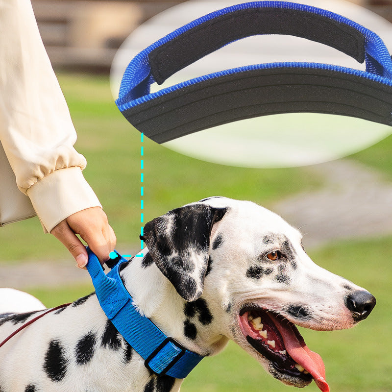 Wide tactical dog collar with cobra buckle in Blue, in a home setting