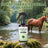 Citronella Coat Care Spray for Dogs with Essential Oil