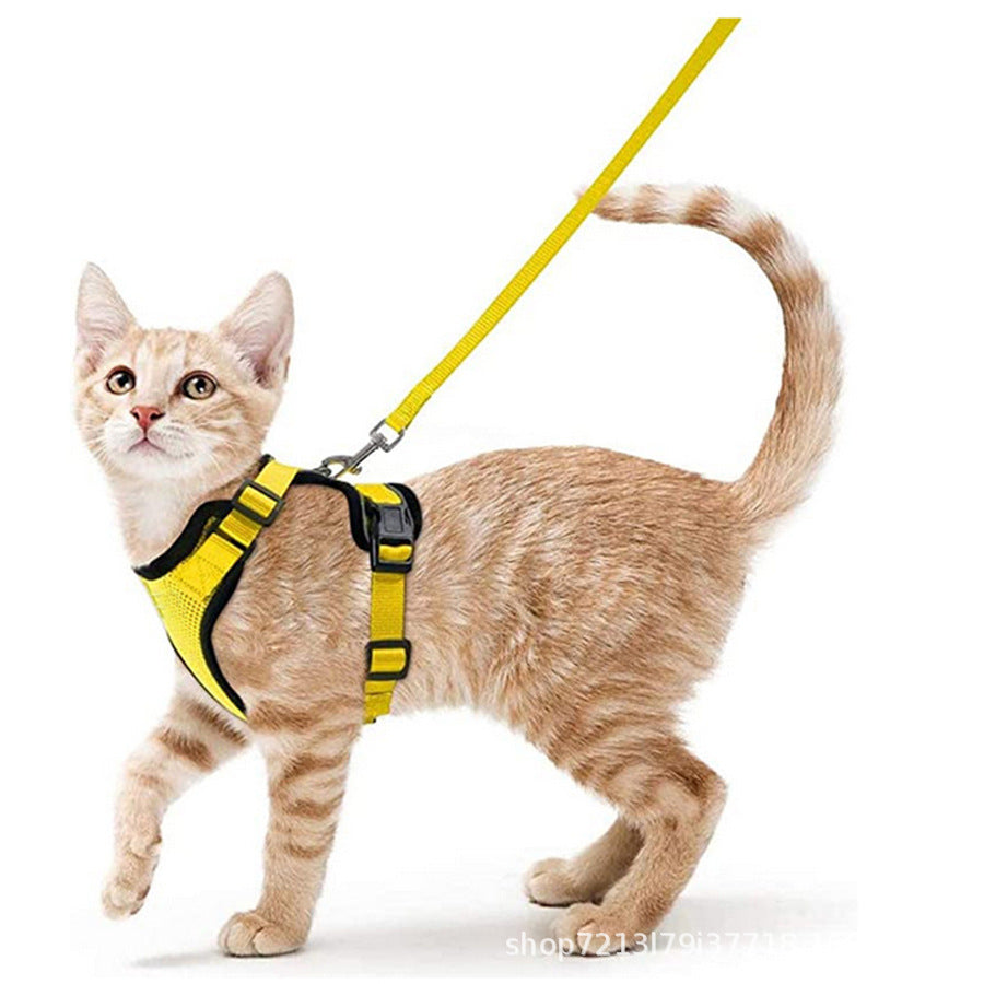 Breathable mesh reflective harness and lead set on a small cat
