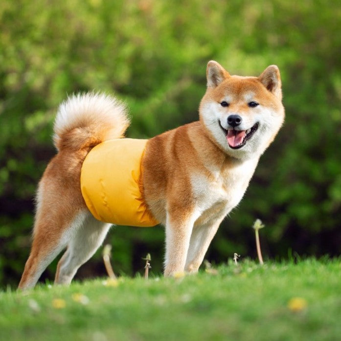 Washable absorbent dog diaper pants, available in 6 colours, image 1