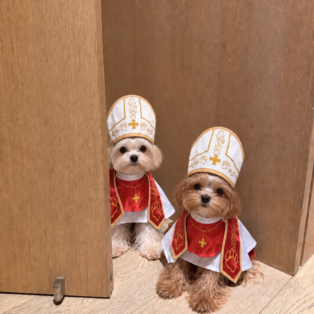 Small dog dressed in a gangster style suit and cape
