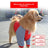 Dog elbow guard suit for large dogs, available in 3 colours, image 1
