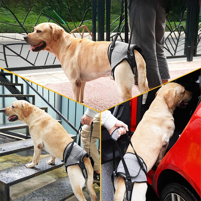 Hind leg lift harness helping an older dog up the stairs