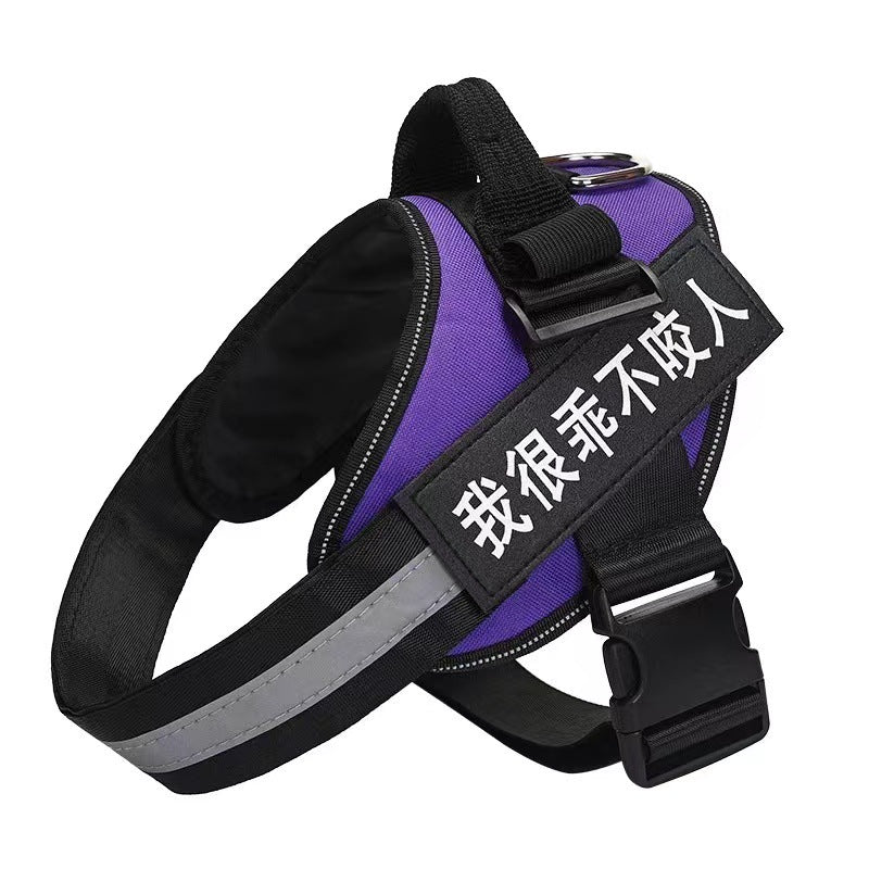 Small dog wearing a reflective mesh harness on a sunny walk