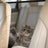 Black nylon mesh divider keeping a dog on the back seat