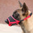 Breathable mesh dog muzzle in orange with padded lining