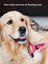 Deshedding Brush for Dogs and Cats, Short and Long Hair Coats