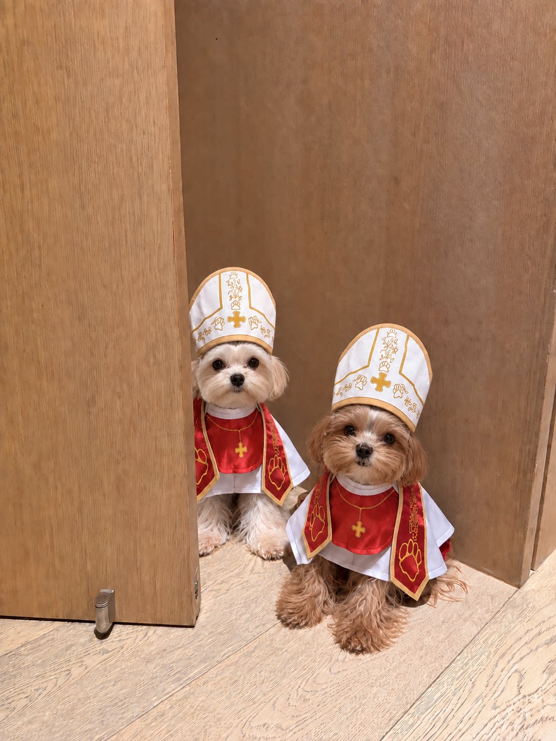 Gangster style suit and cape Halloween costume for dogs