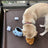 Close up of the soft plush fabric on a coffee cup dog toy - photo 3