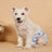 Washable printed season pants for female dogs, available in 14 colours, image 1