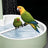 Circulating bird bath shower basin with perch stand for parrots, view 4