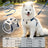 Water-resistant Oxford vest dog harness, ideal for everyday use