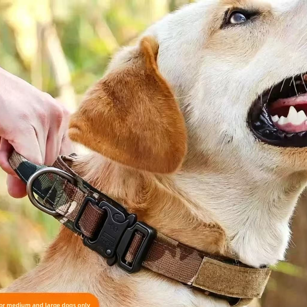 Tactical nylon dog collar with handle, 3 sizes available
