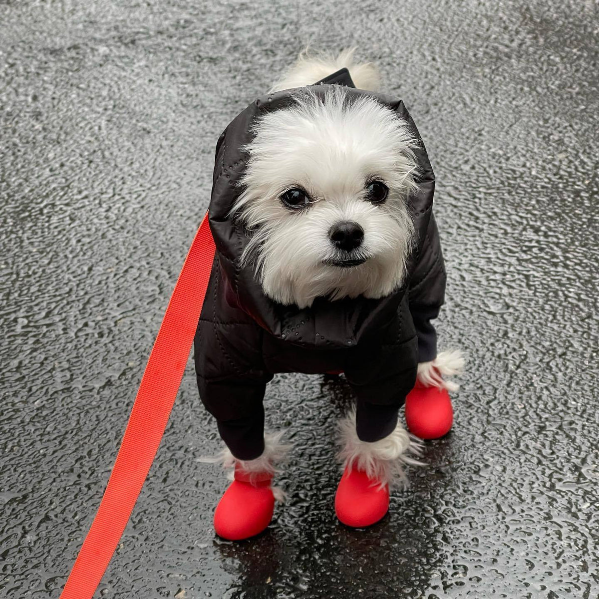 Small dog wearing bright silicone rain boots on a wet pavement