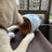 Small dog holding a soft coffee cup plush toy in its mouth - photo 2