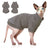 Hairless cat wearing a grey striped belly cover top
