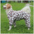 Coral velvet four-leg dog coat for small dogs in Fawn Print, in a home setting