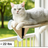 Suction cup wooden cat window platform, main product photo