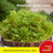 Natural dried moss for reptile bedding in a terrarium