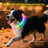 Trim to fit LED dog collar glowing in bright colour, product image 2