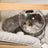 Adjustable cat grooming hood for bathing and nail clipping, product image 4