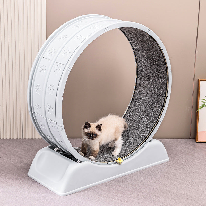 Cat running on an indoor treadmill exercise wheel