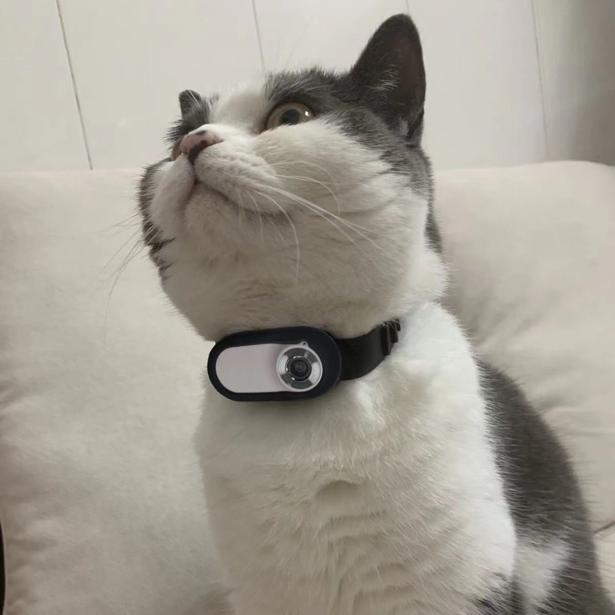 Cat Collar Camera with Direct Video Recording, Memory Options