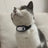 Cat Collar Camera with Direct Video Recording, Memory Options